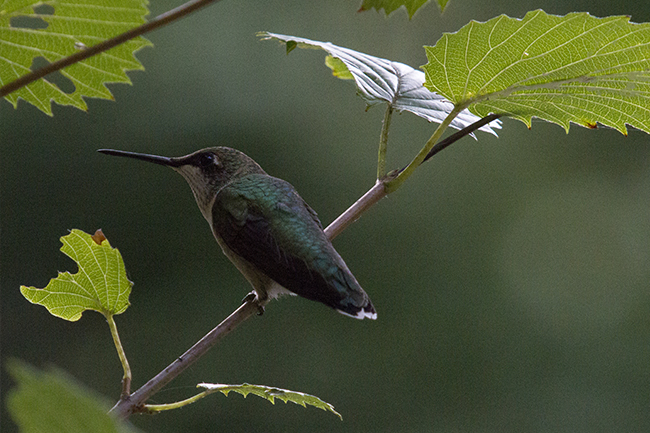 Hummingbird, Commissioned Photography, Concord, VA